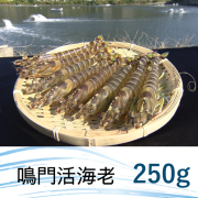 【徳島県】鳴門活海老　250g【産地直送│同梱不可】