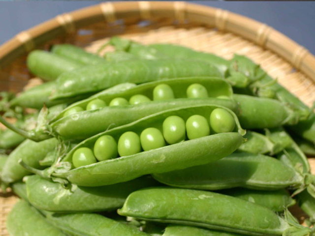 えんどう豆天　素材