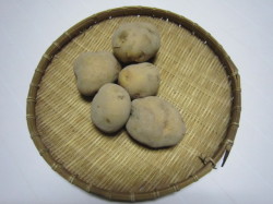 群馬県産きたあかり　無選別3kg