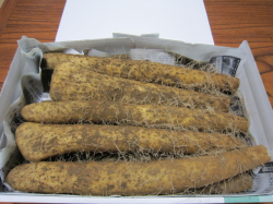 【送料無料】特上品！！やまと芋5kg