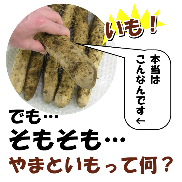 新商品 - ラジコンカー・RCカーのヨコモ／YOKOMO 公式サイト