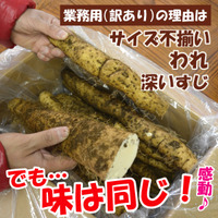 送料無料【訳あり】【島田ファーム産 やまといも6Kg（業務用