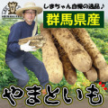 送料無料【島田ファーム産 やまといも 2kg詰め ギフトBOX】クッキングレシピ付き♪ 群馬県産やまと芋 山芋 通販 尾島町 大和芋 販売