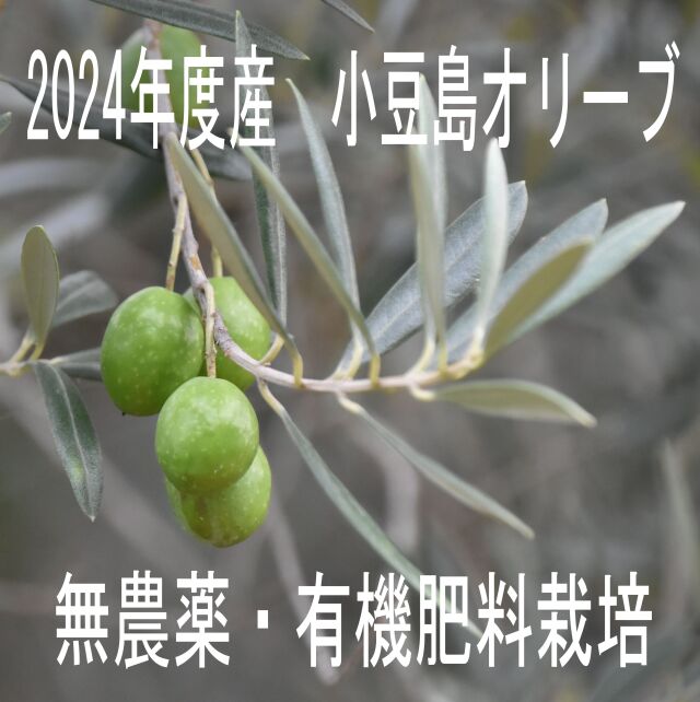 【小豆島産】2024年産 無農薬！新漬けオリーブ(固形容量80g×2パック)