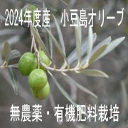 【小豆島産】2024年産 無農薬！新漬けオリーブ(固形容量80g×2パック)