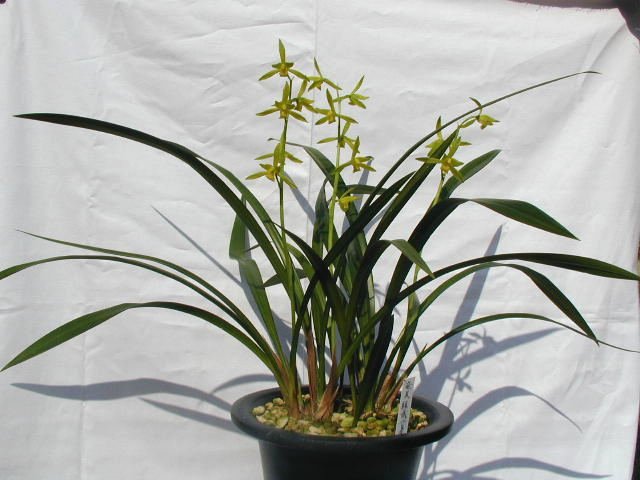 奄美報歳（東洋蘭）