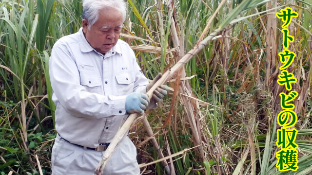奄美大島　純黒糖　クロウサギ