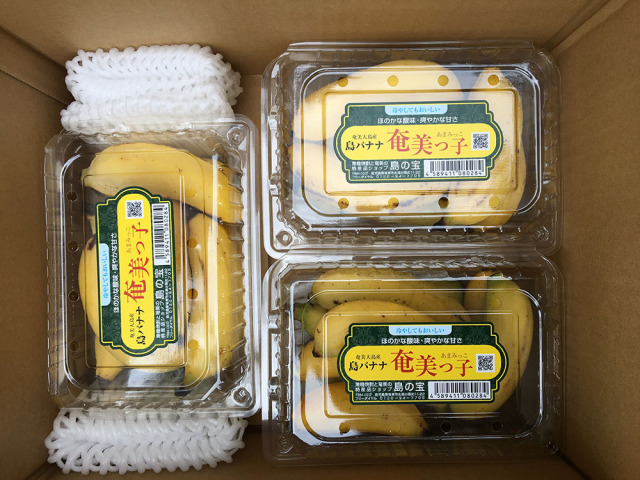 島バナナ奄美っ子５００ｇパック3個（１．５ｋｇ）セット（送料込）