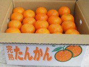 【5kg】2026年・予約受付開始！完熟たんかん家庭用（規格外品含）５ｋｇお届は2月中旬頃から～