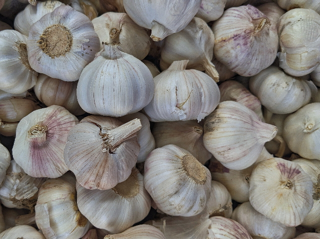 「OBUSE Meguru Lab.　にんにくセット」　〜Meguru・自然の法則を応用して栽培された信州産にんにくセット〜