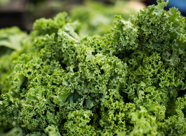 「OBUSE Meguru Lab.　ケール　（1ｋｇ）」　〜Meguru・自然の法則を応用して栽培された信州産ケール〜