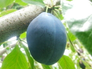 【期間・数量限定販売】　「OBUSE Meguru Lab.　生プルーン　（2ｋｇ）」　～めぐる・自然の法則を応用して栽培された信州小布施産プルーン～