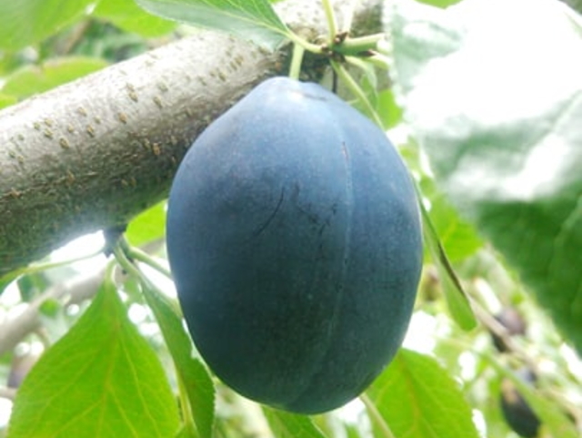 【期間・数量限定販売】　「OBUSE Meguru Lab.　生プルーン　（2ｋｇ）」　〜めぐる・自然の法則を応用して栽培された信州小布施産プルーン〜