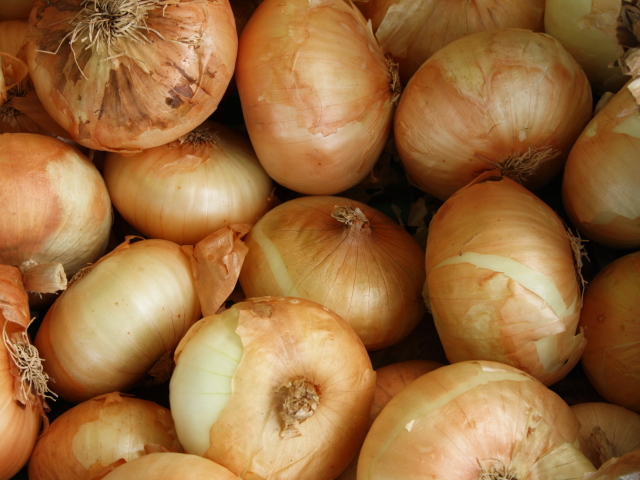 「OBUSE Meguru Lab.　玉ねぎ　（4ｋｇ）」　〜Meguru・自然の法則を応用して栽培された信州産タマネギ〜