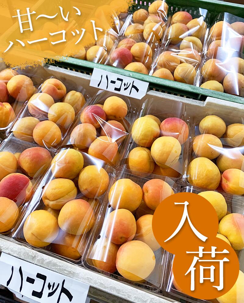 CocoRo♡farm 新鮮な杏（ハーコット）5kg（2kg〜承ります） 2025年最新】あんず ハーコットの人気アイテム - メルカリ