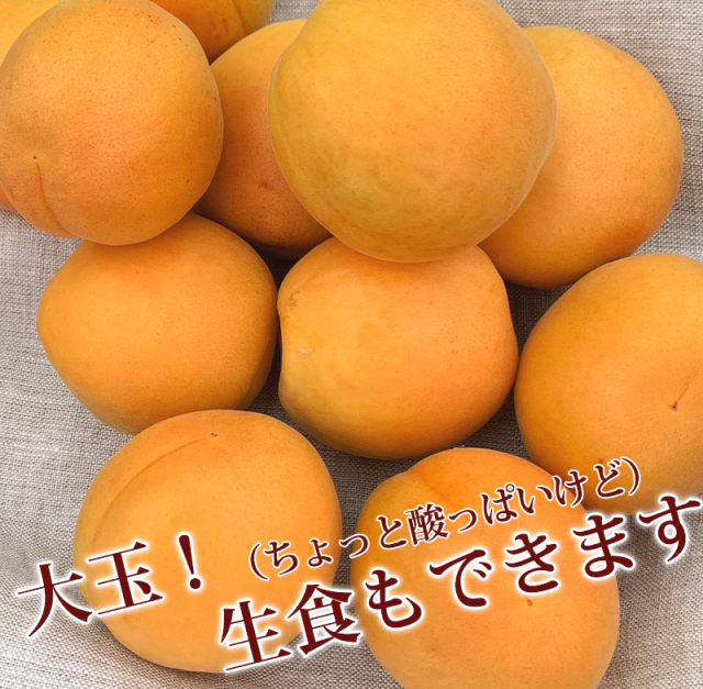 家庭用生あんず10キロ 千曲市森あんずの里産 （あんずの花は