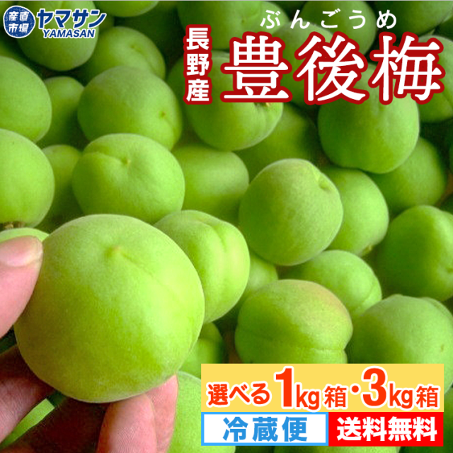 豊後梅