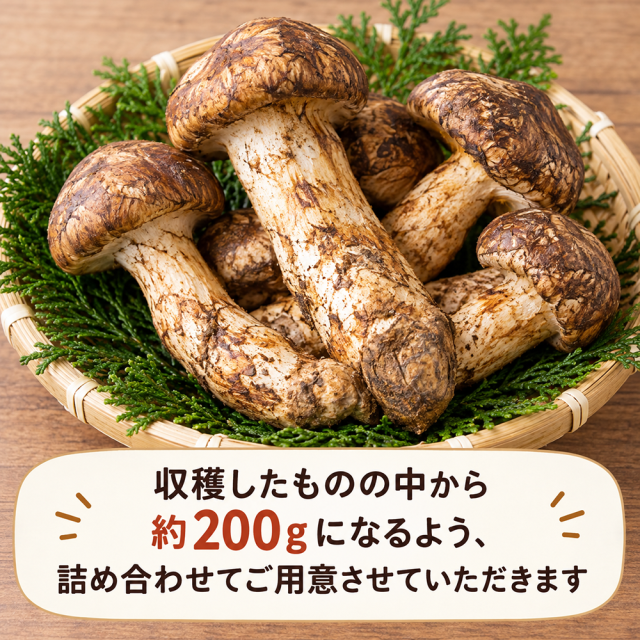 長野県産 松茸 約200g 国産 天然 信州産 送料無料 秋の味覚 期間限定