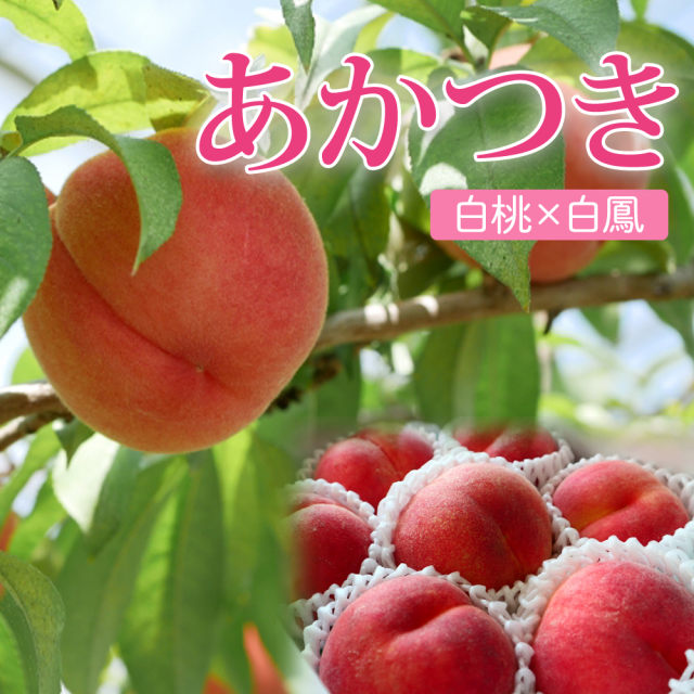 旬の桃 長野県産 3kg箱・5kg箱【送料無料・冷蔵便】農家さん厳選 種類