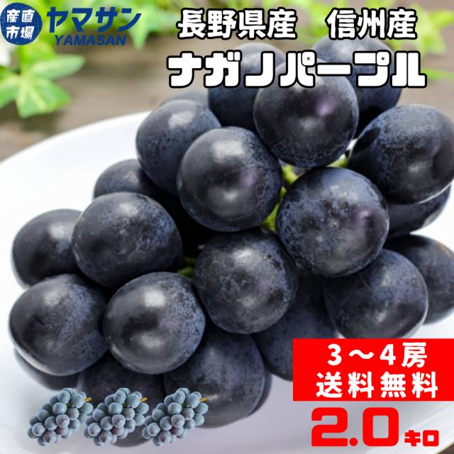 信州産ナガノパープル　2ｋg箱使用（3～4房入り) 【予約販売・８月下旬から９月下旬発送】 送料無料 クール便 秀品 贈答用・ギフトにも