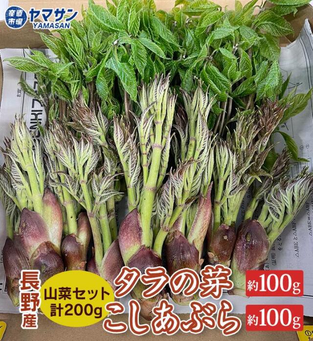 送料無料】長野県産 タラの芽 たらの芽 こしあぶら コシアブラ