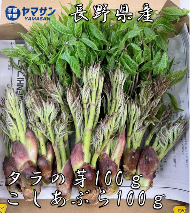 送料無料】長野県産 タラの芽 たらの芽 こしあぶら 各100g 山菜セット