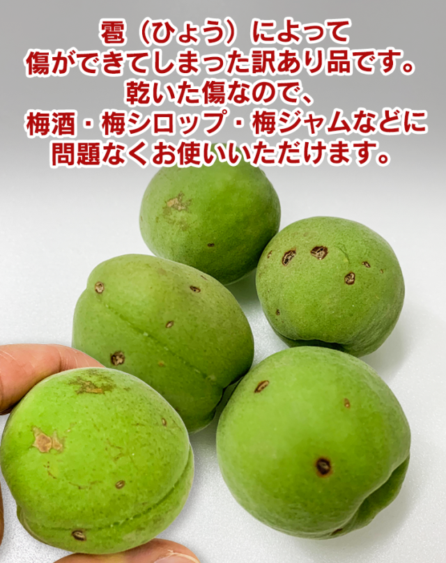 訳あり豊後梅 長野県産 3kg 【送料無料】青梅 大梅 ぶんご 傷あり お得