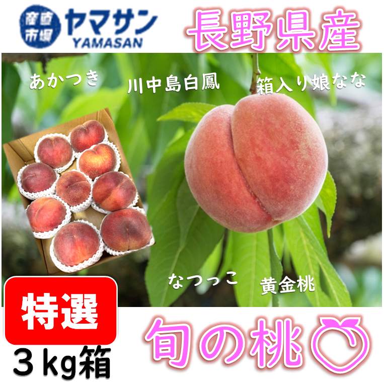 予約 生あんず 6月下旬～7月中旬出荷【送料無料】令和7年度産