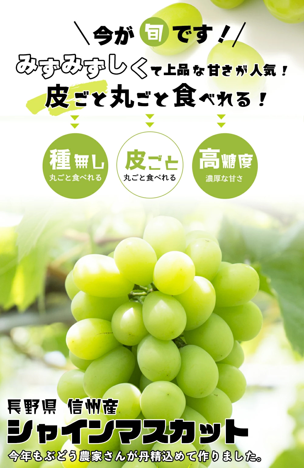 長野県産 シャインマスカット 1kg以上(2房)・約2kg（3〜4房