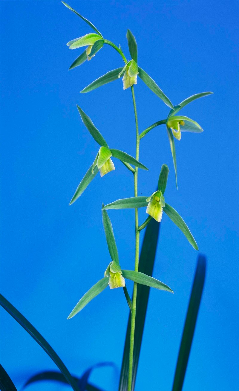 【寒蘭】川登の百花