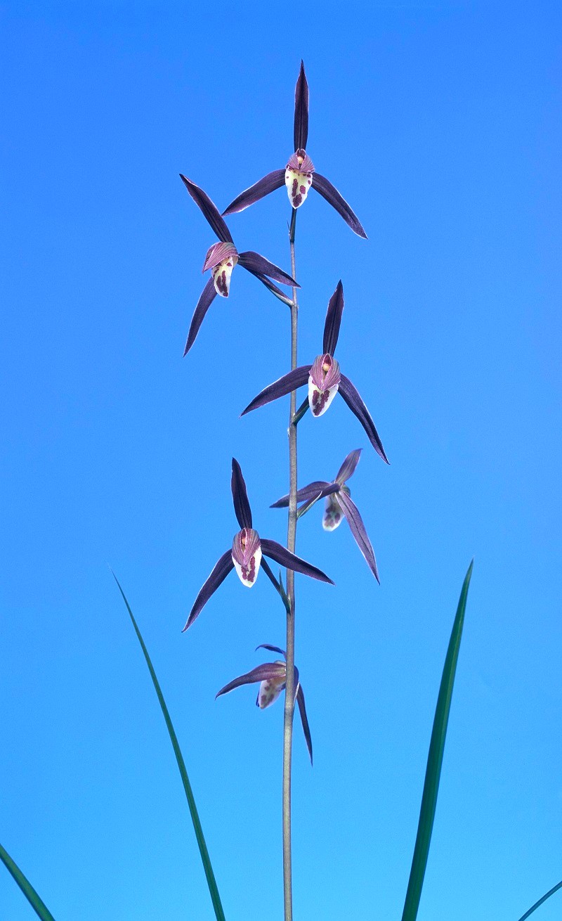 【寒蘭】西海大王