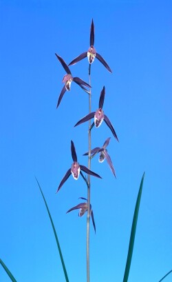 【寒蘭】西海大王