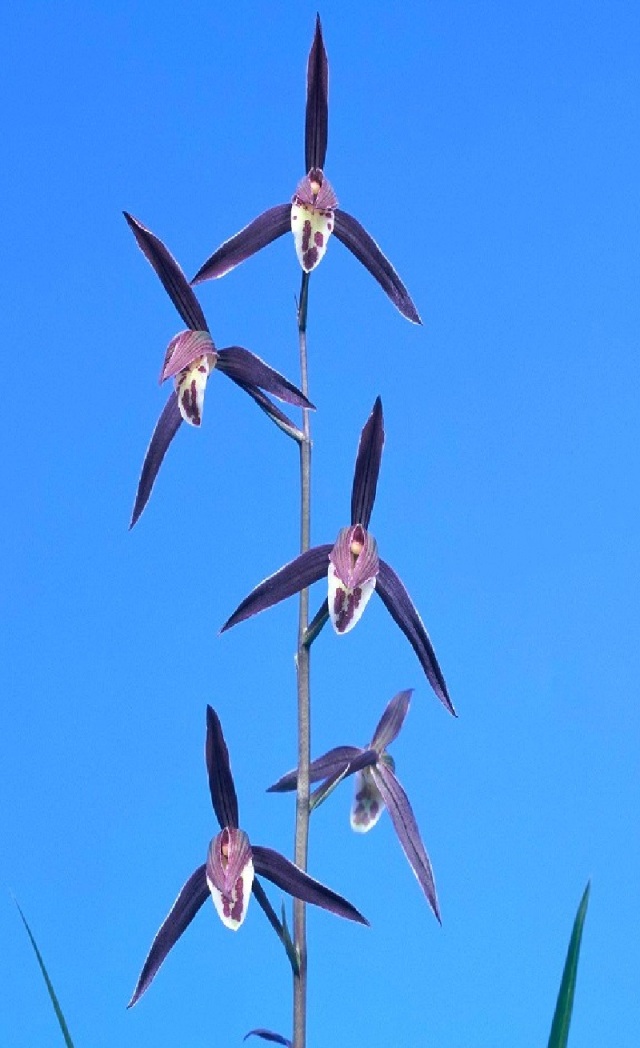 寒蘭-047　477-4H　払越×外輪山（払越大輪）　苗　交配種 寒蘭-016-477-4H 払越×外輪山（払越大輪） 苗 交配種 関西寒蘭