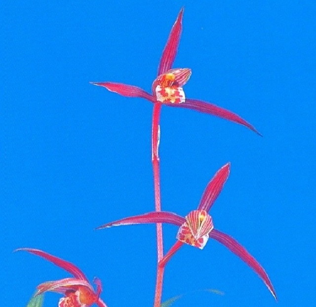 【寒蘭】緑宝 寒蘭 緑宝