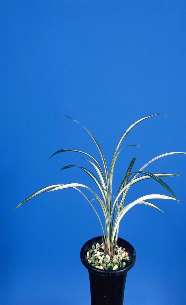 潮路ガーデン－寒蘭の紹介