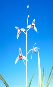 【寒蘭】西海丹頂