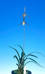 【寒蘭】さやか