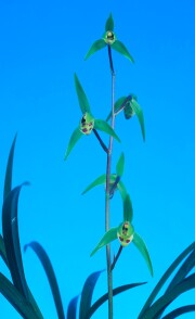 【寒蘭】玉金剛(2