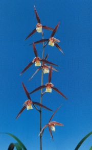 【寒蘭】薩摩麗鳳