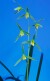 【寒蘭】川登の百花