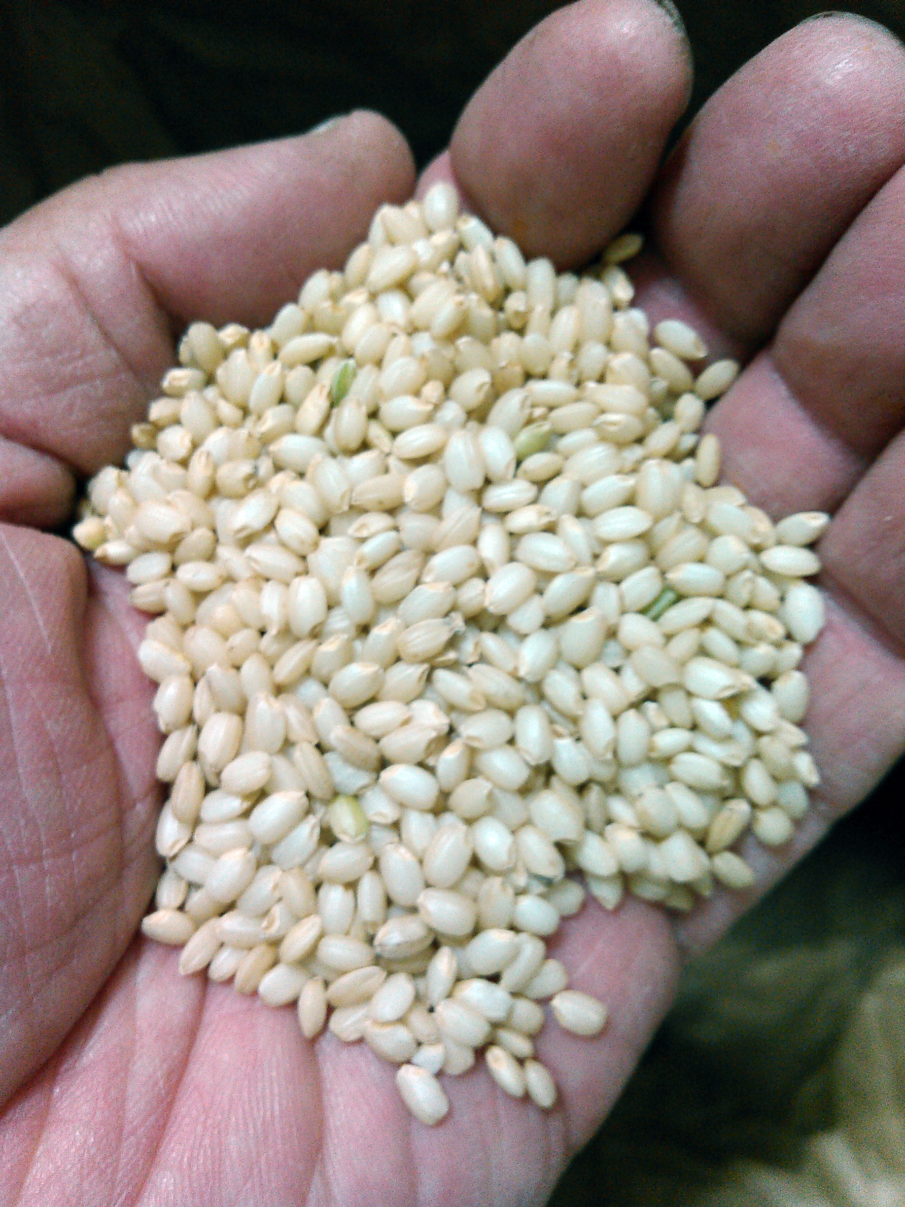 白毛もち米玄米1.5ｋｇ（1升）令和6年産
