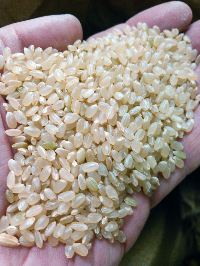 【12月23日出荷】上伊那産コシヒカリ10ｋｇ（玄米）令和7年産（送料別）