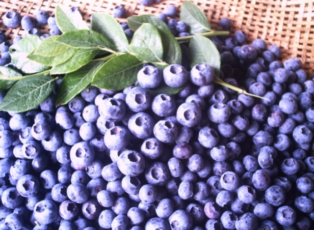 朝取り大粒ブルーベリー1200ｇ冷蔵便7月出荷