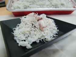 ◆イカ入り期間限定　しらす　◆