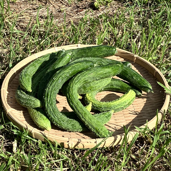 夏バテ防止に！胡瓜を食べよう！