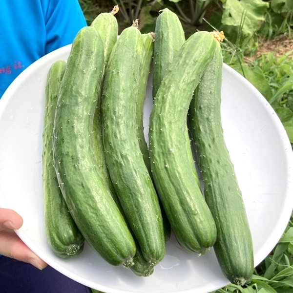 夏バテ防止に！胡瓜を食べよう！