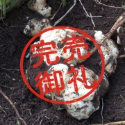 イヌリンたっぷり！人気の健康野菜"菊芋"2kg【農薬・化学肥料不使用】