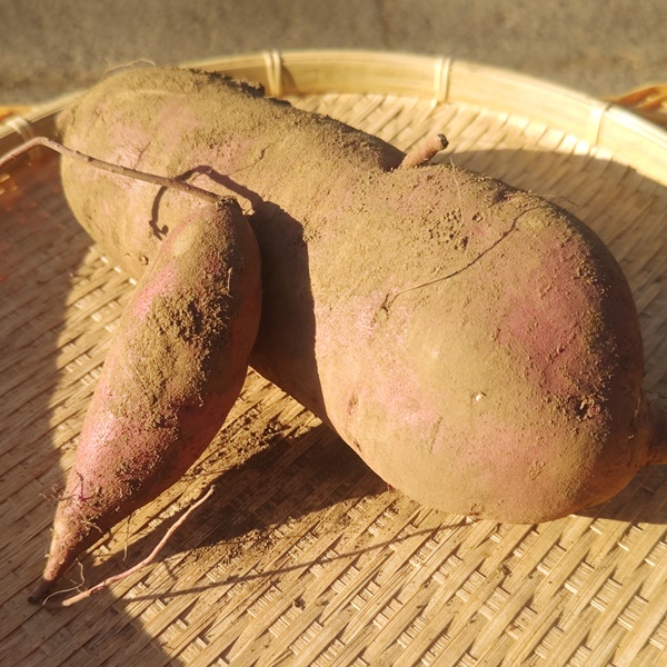 訳あり！さつまいも「紅はるか」１kg【農薬・化学肥料不使用】