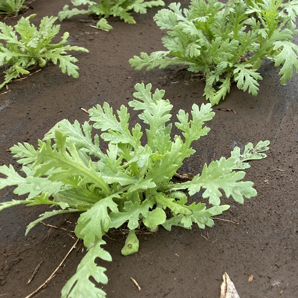 「簡単なのに超豪華!鍋料理に最適」野菜を切るだけで完成【鍋セット】