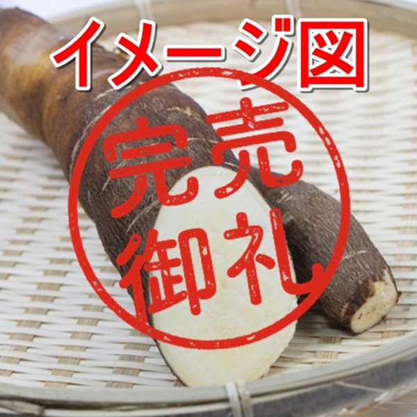 【予約商品】今注目の芋類・キャッサバ（甘味種）1kg【農薬・化学肥料不使用】